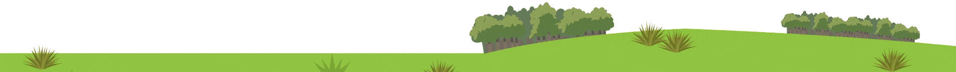 Animated Cow